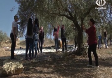 بلدية رام الله تطلق مبادرة لمساعدة المزارعين في قطف الزيتون – 27 – 10 – 2015 – جيهان عوض