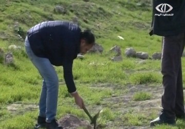 زراعة النباتات الموسمية وأشجار الزيتون على ضفاف سيل المياه العادمة   - 20  – 20 – 2014 –  فداء نصر