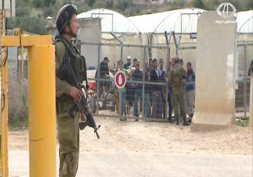 آلاف المزارعين في طولكرم يعانون من إجراءات الاحتلال  التعسفية ‎‏بحقهم - 27 - 11 - 2015 - أمون الشيخ