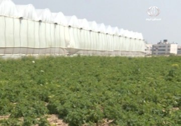 الزحف السكاني يهدد المحميات الطبيعية في محررات خان يونس – 24 – 3 – 2015 - مثنى النجار