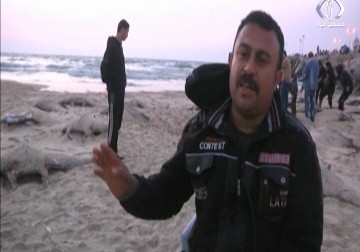 صيادو غزة يصطادون نحو 300 سمكة من وطواط البحر - مريم الحاج موسى