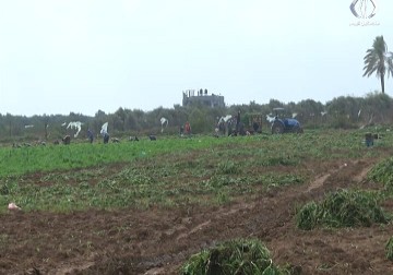 تأخر موسم الامطار يهدد موسم الزراعة الشتوية بالقطاع - رمزي البيروتي - 16 - 11 - 2016