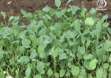  أول تجربة لزراعة البروكلي لكسر احتكار الاحتلال للسوق - أمون الشيخ 