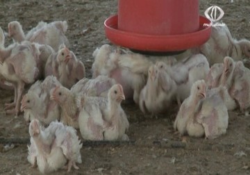 نفوق الاف الدواجن في قطاع غزة جراء موجه الحر الشديد - 19 - 5 - 2015 - مثنى النجار