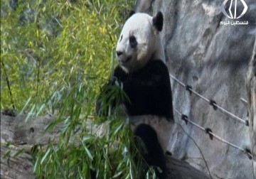 الباندا العملاقة 