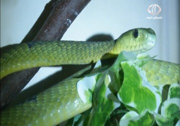 علماء بريطانيون يحولون سم الأفاعي إلى علاج للأمراض – 3 – 4 – 2015 – فاتن الصالح