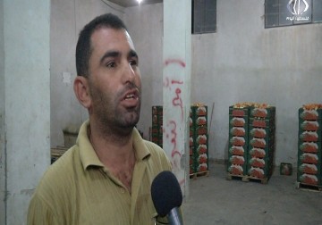 مزارعو البندورة يشتكون من انخفاض سعرها والخسارة التي لحقت بهم  - إسراء الصفدي - 4 - 11 - 2016