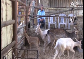 ماجد شراب.. فلسطينيي من غزة يهوى تربية الغزلان ويسعى لإنشاء محمية لها - علاء سلامة - 17 - 10 - 2016