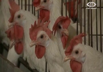وزارة الزراعة برام الله تؤكد اتخاذها الإجراءات اللازمة لمنع إنتشار انفلونزا الطيور – 22 – 1 – 2015 – نورا المشهراوي