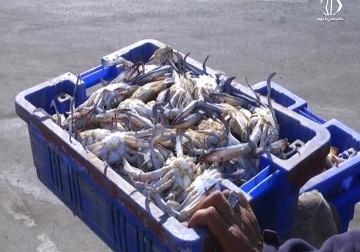 صيادو القطاع يتطلعون لتعويض بعض الخسائر مع وفرة سمك السلطعون - رمزي البيروتي - 25 - 9 - 2016