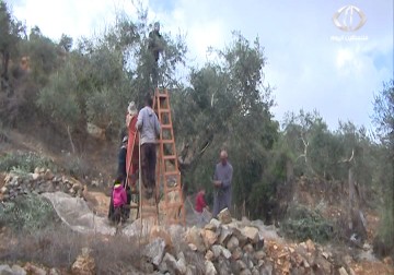  إعتداءات قوات الاحتلال والمستوطنين عى قاطفي الزيتون في الضفة الغربية - 28 - 10 - 2015 - أمون الشيخ ‏