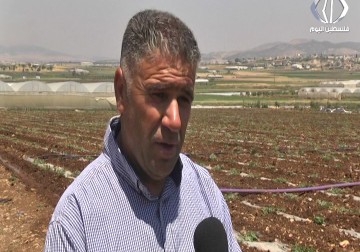 تقرير| تراجع زراعة البطيخ جراء العراقيل التي يضعها الاحتلال امام المزارعين