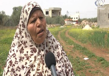 المزارعون يناشدون الجهات المسؤولة لحل مشكلة انتشار نبات الباذنجان البري الضار ‏ - أمون الشيخ - 23 - 3 - 2017