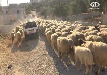 تقرير| بلدة عقربا تشتهر بصناعة الجبنة البيضاء