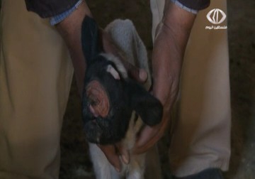 ولادة حيوانات مشوهة في خان يونس نتيجة مخلفات الاحتلال النووية – 20 – 3 – 2015 – هادي خزعل