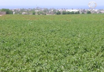 موجات الحر الشديد تلحق أضرارا بالمحاصيل الزراعية في قطاع غزة - 19 - 9 - 2015 - فاتن الصالح
