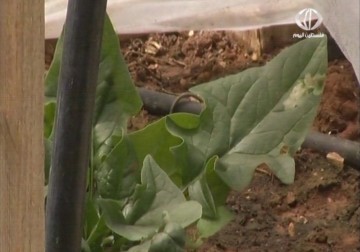 مزرعة بيت قاد تجمع بين الطرق التقليدية والحديثة في زراعة أصناف مختلفة من الاشجار – 11 – 4 – 2015 – فاتن الصالح