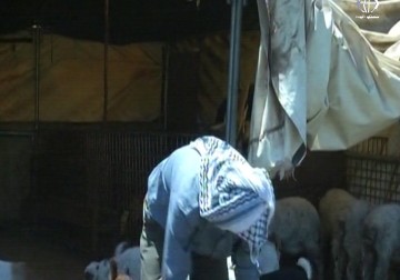 مصادرة الدواب والمواشي ..سلاح للاحتلال في وجه مزارعي الأغوار - امون الشيخ - 14 - 7 - 2016