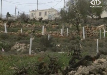 استكمال حملة زراعة شجرة الزيتون في أراضي بلدة الخضرفي الخليل - 15 - 2 - 2015 - فداء نصر