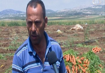 مزارعوا سهل عرابة يستأنفون زراعة الجزر بعد انقطاع لـ24 عاما - لبيبة شريفة - 30 - 4 - 2016