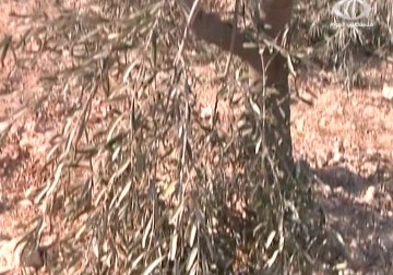 مستوطنو سوسيا ومتسبي يائير يقطعون عشرات أشجار الزيتون المعمرة - 22 – 1 – 2015 – امتثال هنداوي