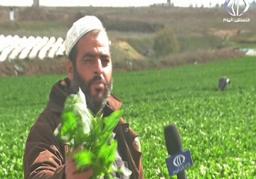 الاحتلال يحرق محاصيل المزارعين في خانيونس بعد إغراقها بالمبيدات السامه - أكرم دلول 