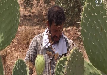 موسم قطف التين الشوكي أو الصبر يستمر لاربعين يوما فقط - رغدة عتمة - 27 - 7 - 2016