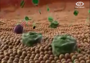 الاتحاد الدولي للسكري: 68 مليون مصاب بالسكري بالشرق الأوسط بحلول 2035 - 1 - 1 - 2015 - نورا مشهوراي