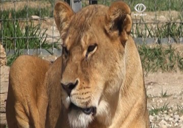 حيوانات حديقة سفاري تايغان في القرم مهددة بخطر المجاعة - 11 - 4 - 2014 - زينب جمول