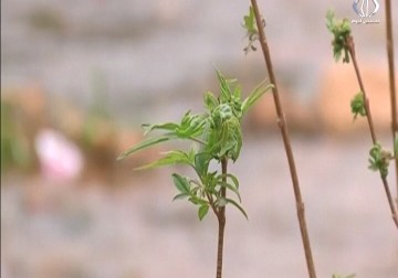 الاحتلال يوقف ضح المياه عن مناطق الضفة الغربية بنسبة أكثر من 50% - فاتن الصالح - 16 - 6 - 2016