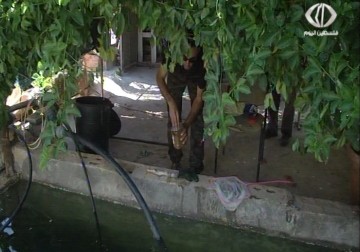 افتتحاح مشروع لتربية أسماك الزينة يعتبر الأول من نوعه في الضفة الغربية – 16 – 09 – 2015 