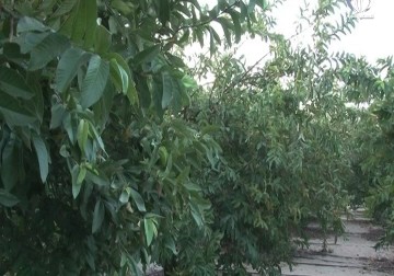 قطاع زراعة الفواكه في مهب الريح بفعل ملوحة المياه - أكرم دلول - 26 - 9 - 2016