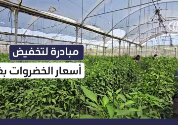 #تقرير | عائلة الأسطل تكسر حصار الجوع بمبادرة لتخفيض أسعار الخضروات في غزة.. مراسل فلسطين اليوم إبراهيم إبراهيم زار المكان وعاد بتقرير عن مراحل الحملة