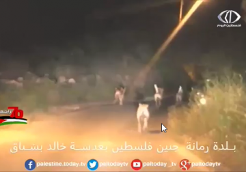 تقرير | مديرية الزراعة في طولكرم تطلق حملة لمكافحة الخنازير البرية بسبب أضرارها