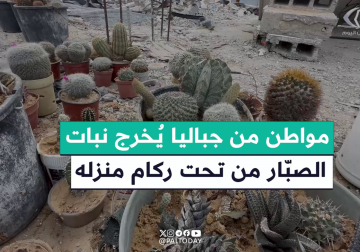 نبات الصبار من تحت ركام منزله في #جباليا شمالي قطاع غزة