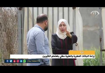 غزة | أماني أبو لطيفة تتجه لزراعة النباتات الطبية لتحسين ظروفها الحياتية