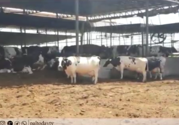 تقرير| المزارعون في محافظة جنين يطالبون بإلغاء قرار منع استيراد العجول