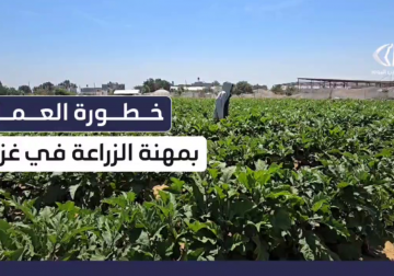 #تقرير | مراسل فلسطين اليوم إبراهيم إبراهيم يرصد مخاطر العمل في مهنة الزراعة في ظل العدوان الإسرائيلي على قطاع #غزة