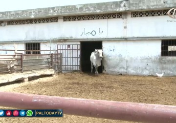 لبنان . .  قبيل عيد الأضحى لا إقبال على شراء المواشي بسبب ارتفاع سعر صرف الدولار وتدهور القدرة الشرائية تقرير: مريم الحاج موسى