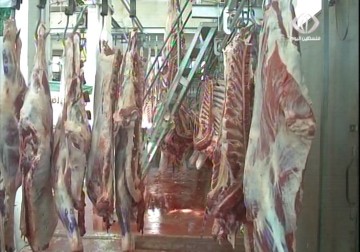 الشيوخي: اكثر من 60% من ملاحم الضفة الغربية تفتقر الى معايير الصحة – 22 – 3 – 2015 – زينب أبو ضاهر