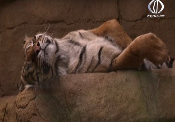 العالم خسر 58% من الحيوانات البرية خلال الـ40 سنة الأخيرة – مروان الخطيب