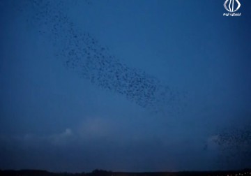 500 مليون طائر يعبر سماء فلسطين المحتلة في موسم الهجرة الخريفية - تقرير مريم الحج موسى - 2016-08-17
