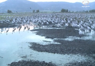 أسراب من طيور 