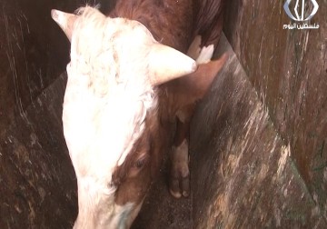 انتشار الحمى القلاعية بشكل كبير وإصابة 25% من المواشي - فاطمة إبراهيم 