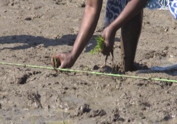 إحراق الغابات لاستصلاحها أراضٍ زراعية يلحق أضرارا بالبيئة - ليال خروبي - 18 - 10 - 2016