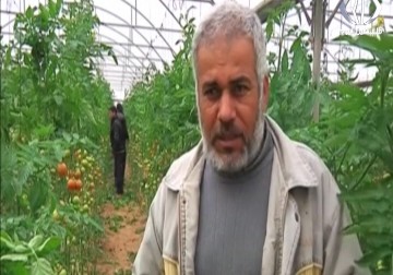 مزاعون يستبدلون زراعة الزهور بالخضروات لتعويض خسائرهم - فاطمة عبدالجواد