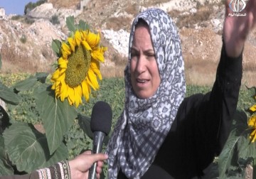 زراعة الفقوس في مدينة بيت ساحور يعتبر جزءا من تراث المدينة - 18 - 6 - 2016