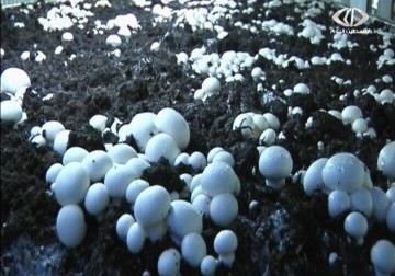 مهندسون زراعيون ينشؤون أول مزرعة للفطر الأبيض بالضفة الغربية - 18 - 1 - 2015 - امتثال هنداوي