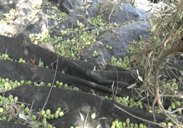 موسم قطف الزيتون في تل الرميدة يمر بصعوبة على السكان - فداء نصر - 3 - 11 - 2016