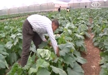 إنذار أممي من تآكل التربة الزراعية خلال 60 عاما – 6 – 12 – 2014 – فاتن الصالح